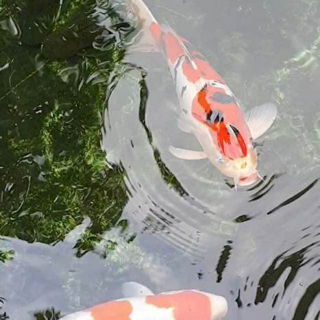 Sanke doitsu red
