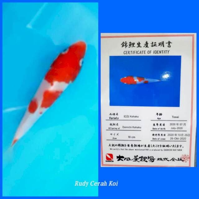 Kohaku Serti Import - Jossss