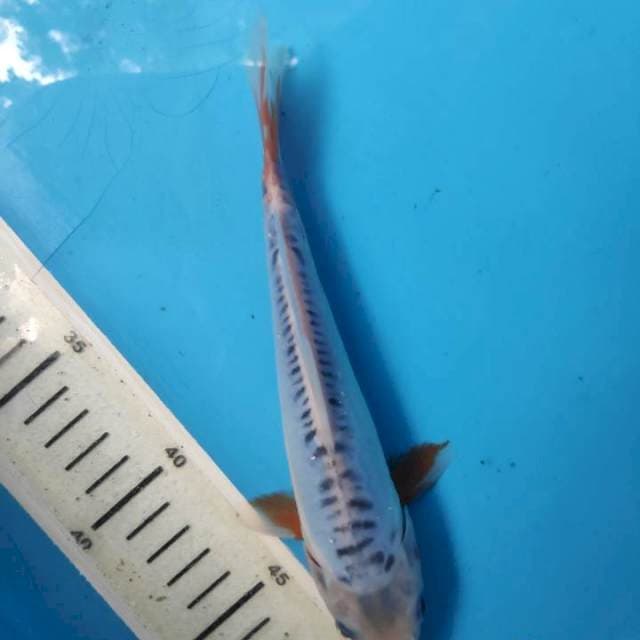 Shusui ring rapi, 20cm