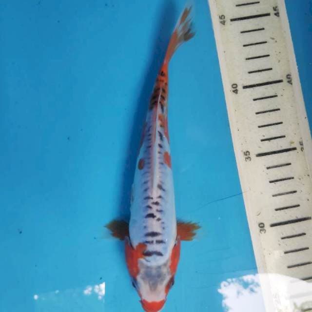 Shusui, 20cm