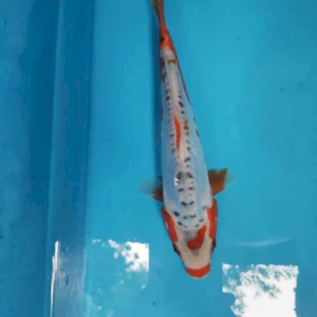 Shusui, 20cm