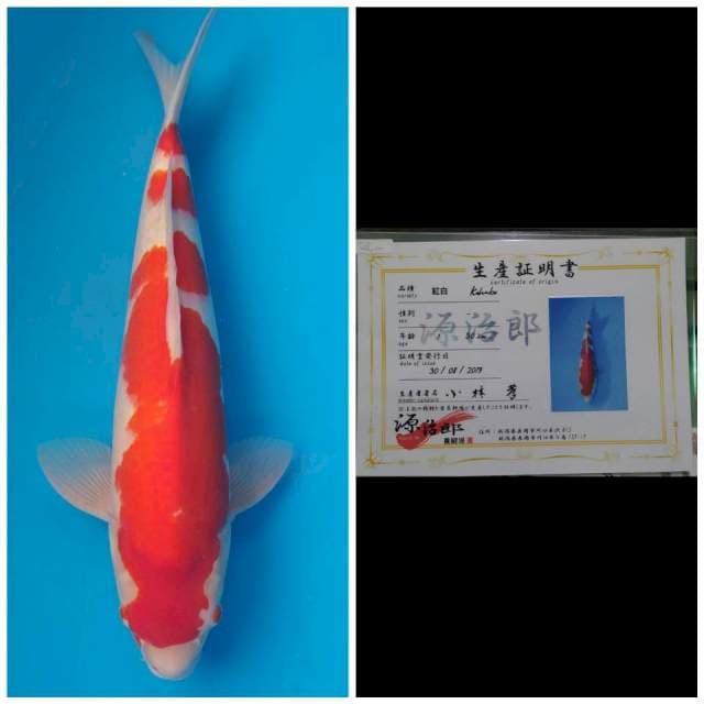 Genjiro Jumbo Male Kohaku