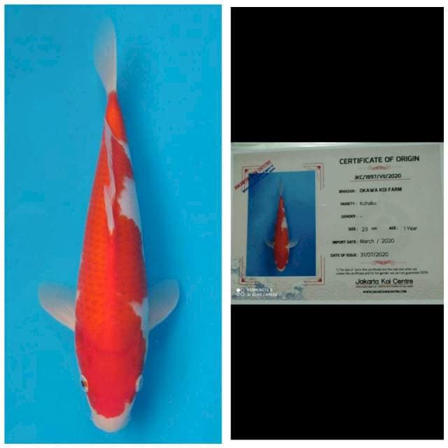 Okawa Kohaku