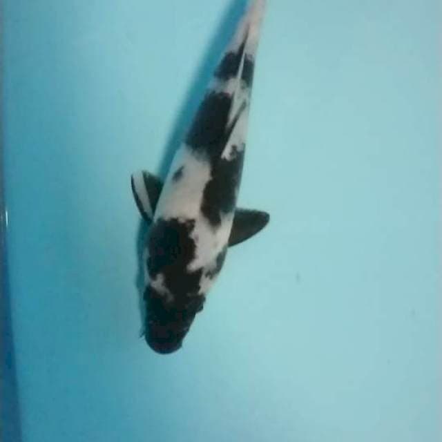 shiro 22 cm