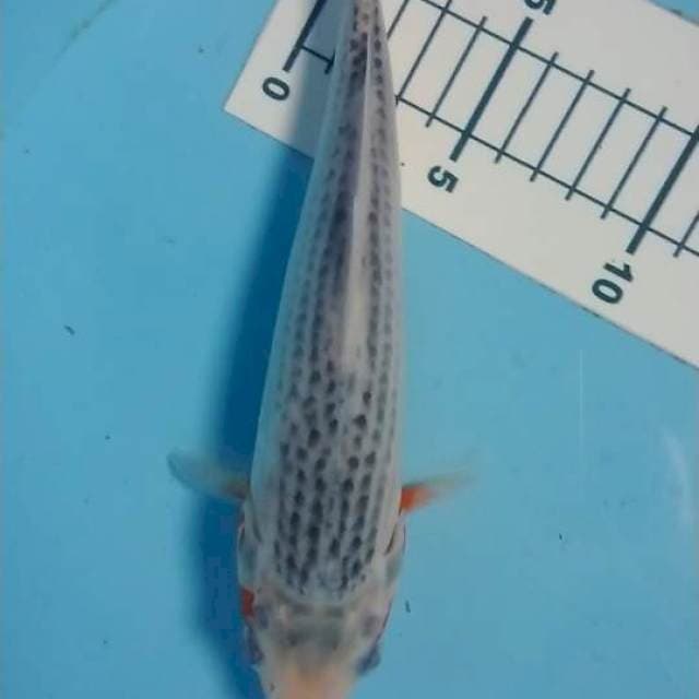 asagi 24 cm
