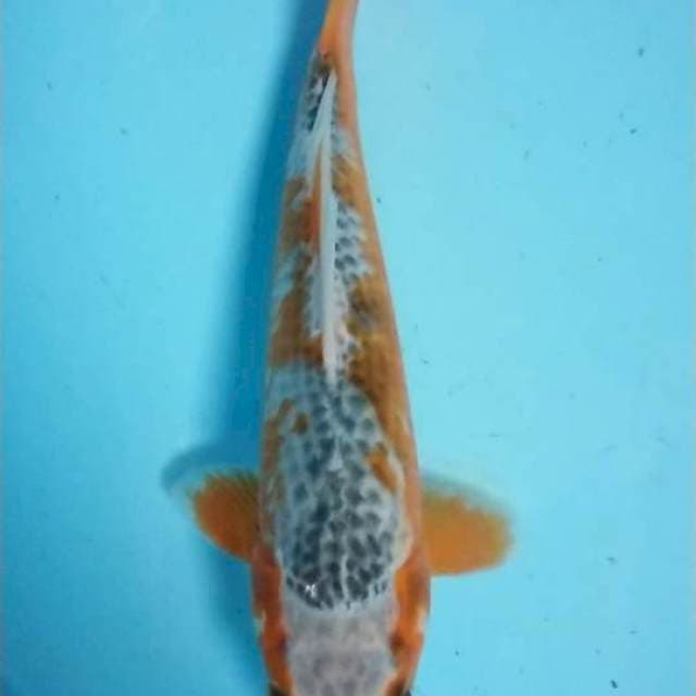 asagi 26 cm