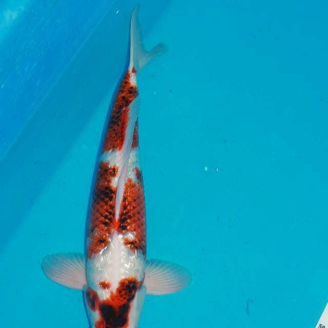 Ai koromo 47cm male