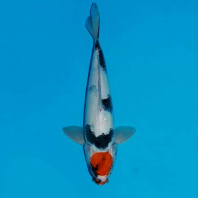 Tancho showa 35cm male