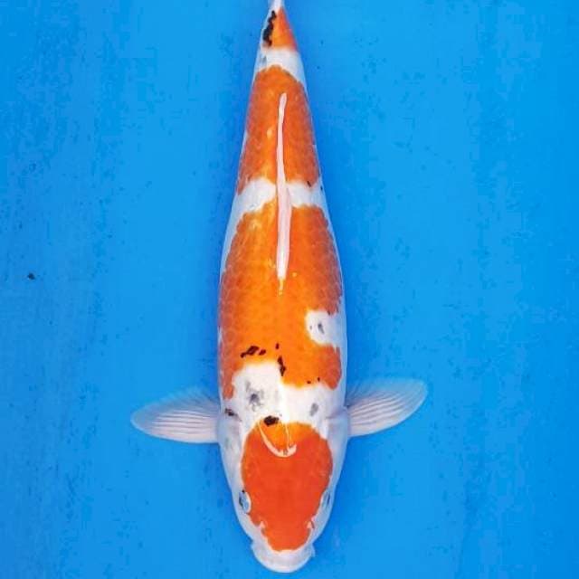 HQ TATEGOI SHOWA 40CM