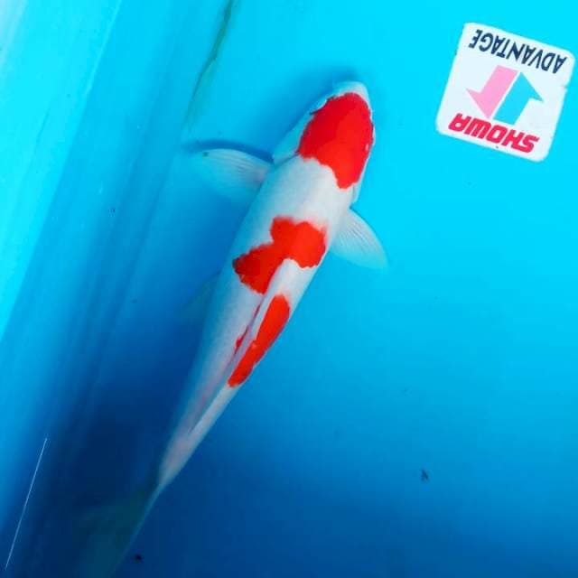 Kohaku kiik... Siip 37cm