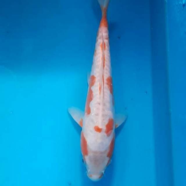 Khosui 24cm