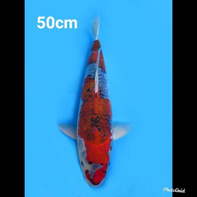 50cm Male , F1 Jumbo Goshiki (ori pola)