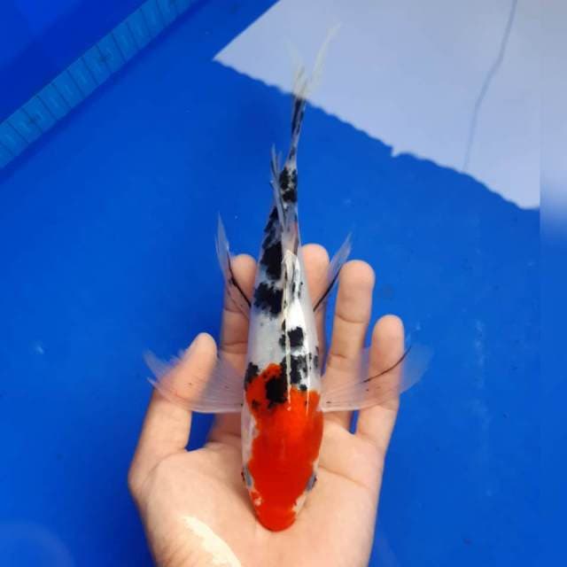 KUMPAI SUPER RED