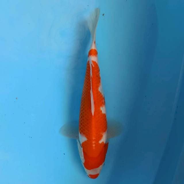 Kohaku Kuchibeni 27 cm