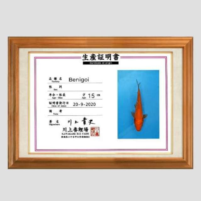 Benigoi import 25bu