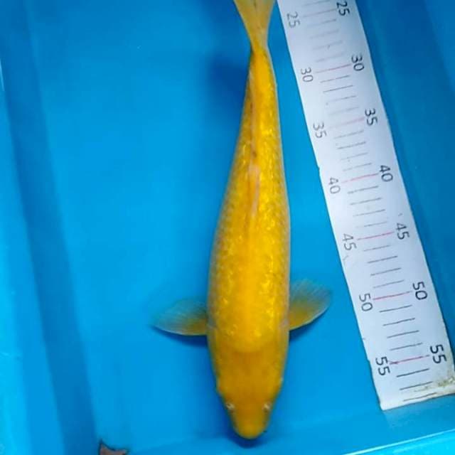 Karashi ginrin 35cm