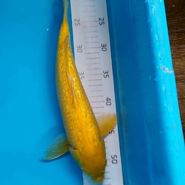 Karashi ginrin 37cm