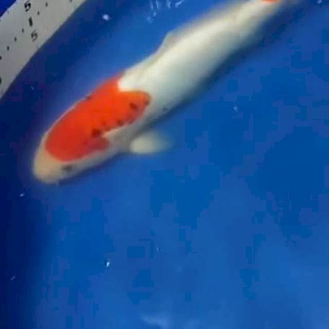 Beni kumon 30cm