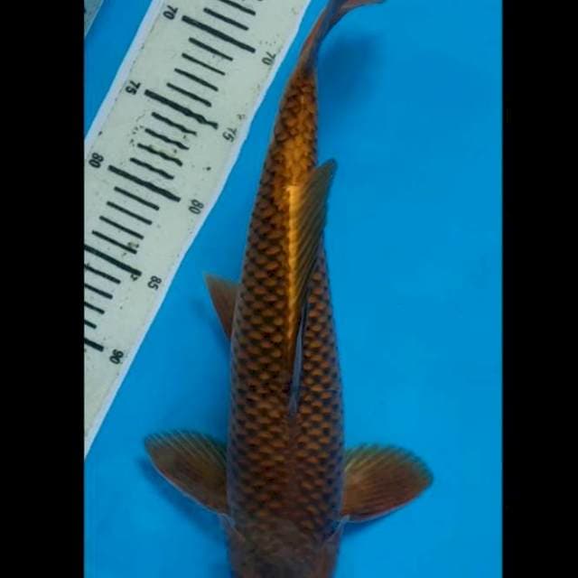 Tembaga
