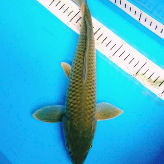 MIDORIGOI 32 cm