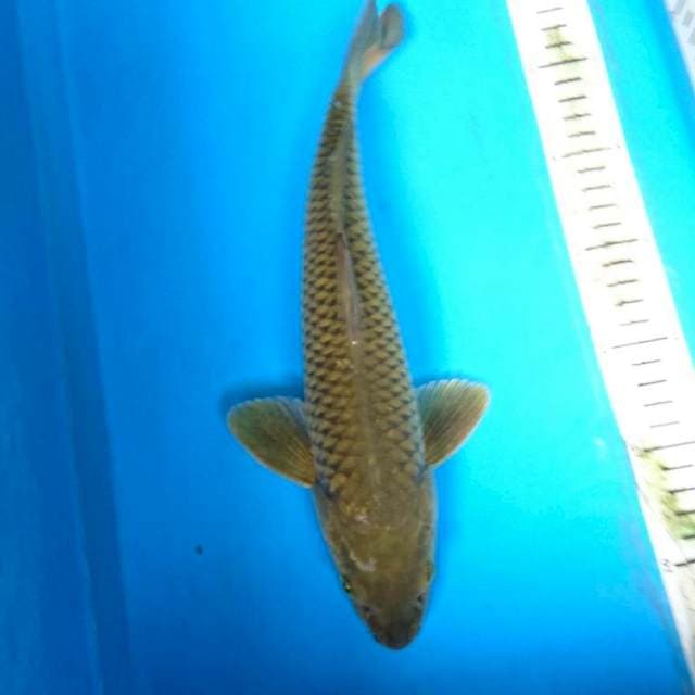 MIDORIGOI 32 cm