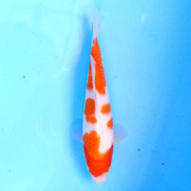 Kohaku 25 cm
