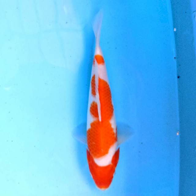 Kohaku 22 cm