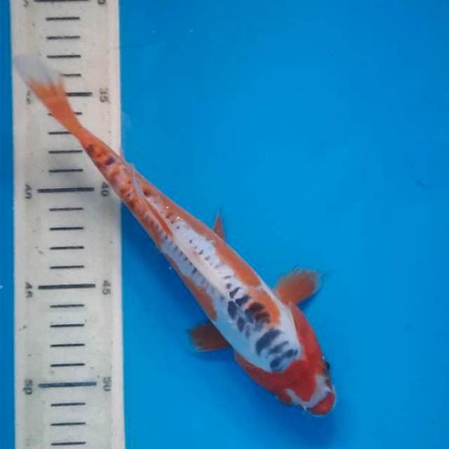 Shusui 22cm