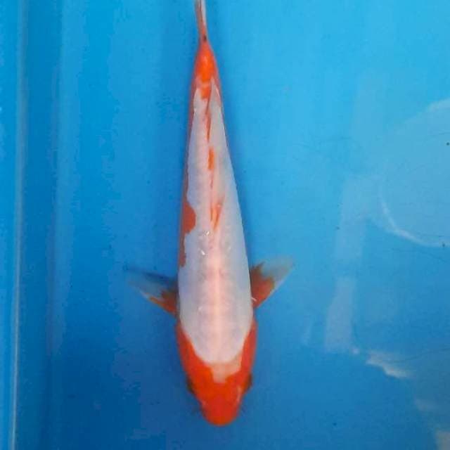 Khosui 22cm