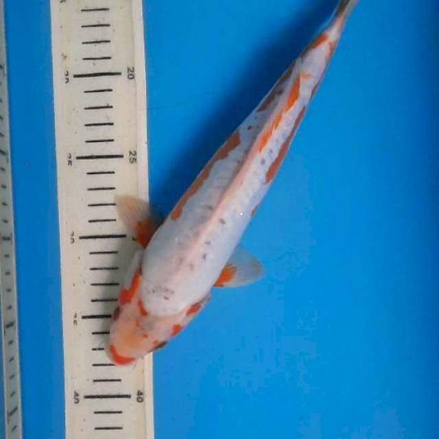 Khosui 29cm