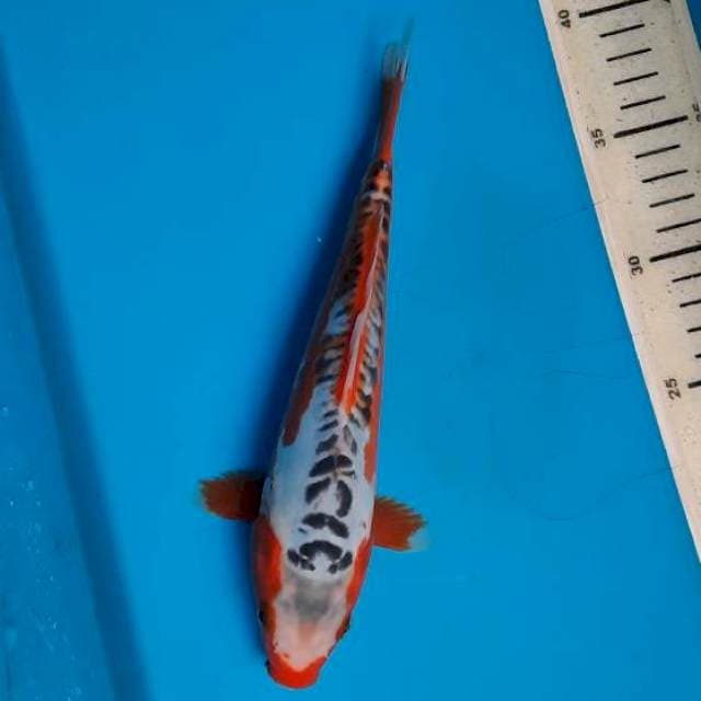 Shusui 24cm