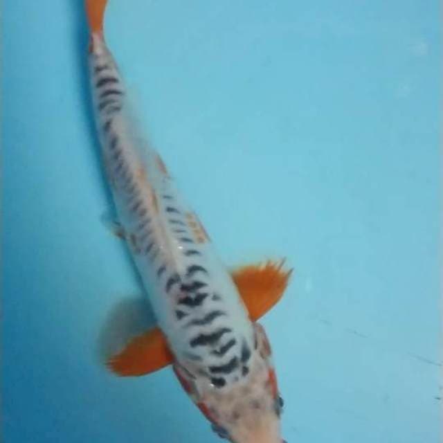 shusui 24 cm