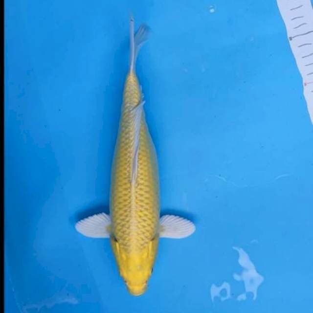 Yamabuki ogon