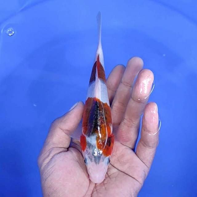 Goromo / 17 cm
