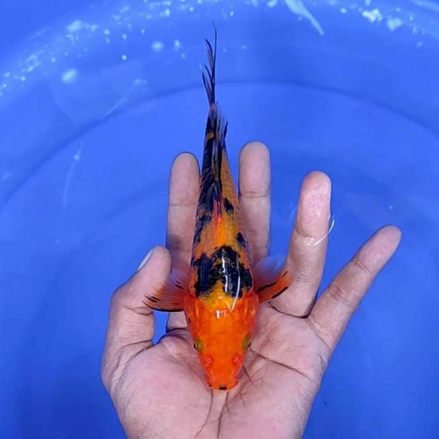 Aja sanke kumpay / 19 cm
