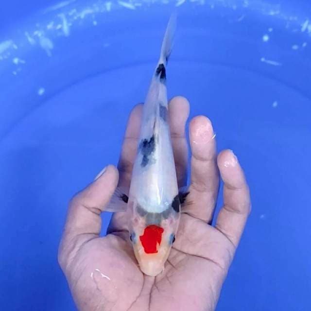 Tanco sanke / 18 cm