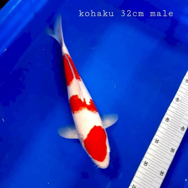 Kohaku 3step 32cm male