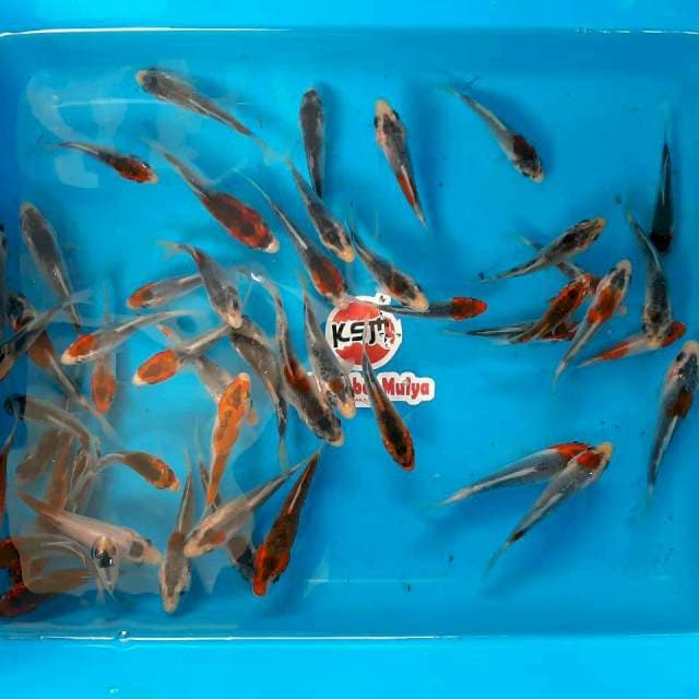 Baby Goshiki 50 ek