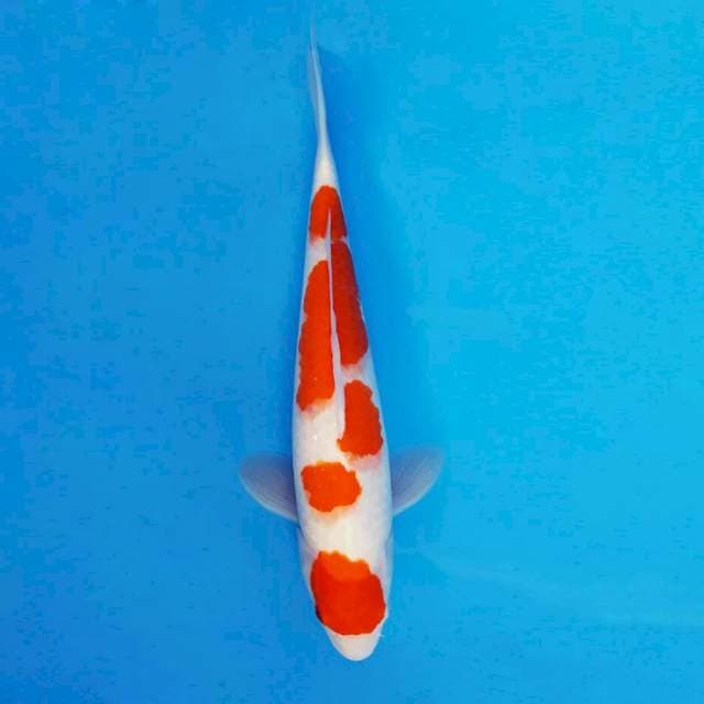 HANA 3 - Kohaku ®