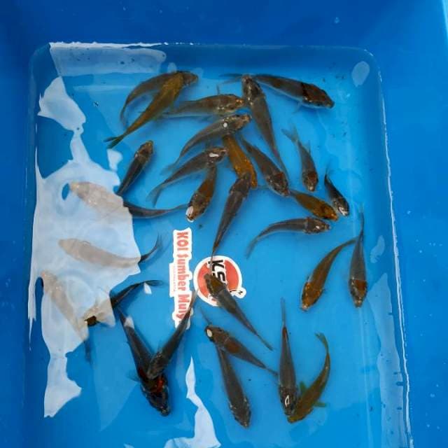 Baby Uchiba Surogoi 30ek