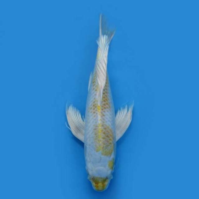 BKS ( HARIWAKE KUMPAY 41 CM )