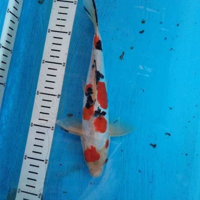 Sanke 26cm