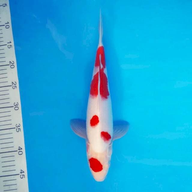 HANA 19 - Kohaku ®
