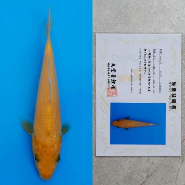 marudo karashi 15cm