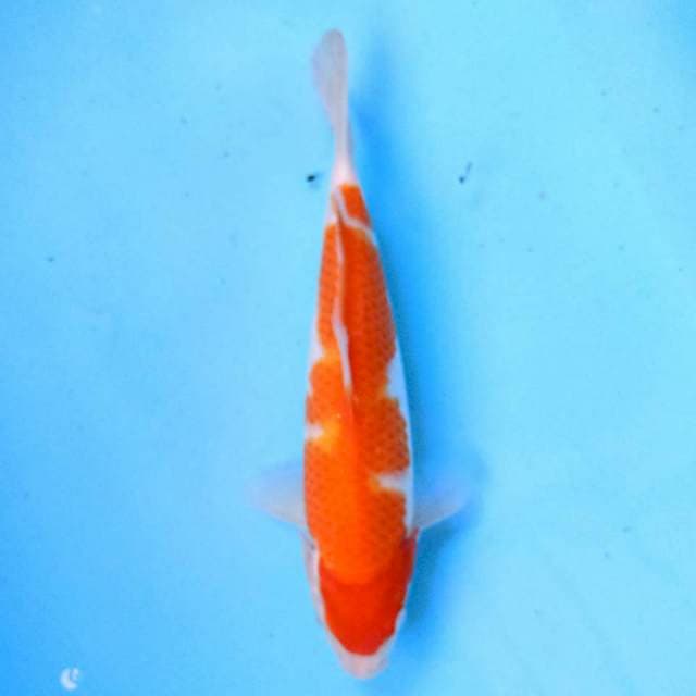 Kohaku 26 cm