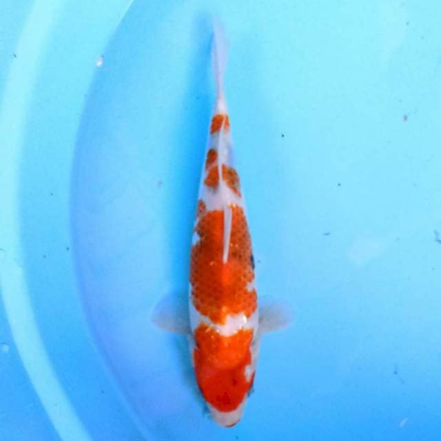 Kindai Showa 24 cm