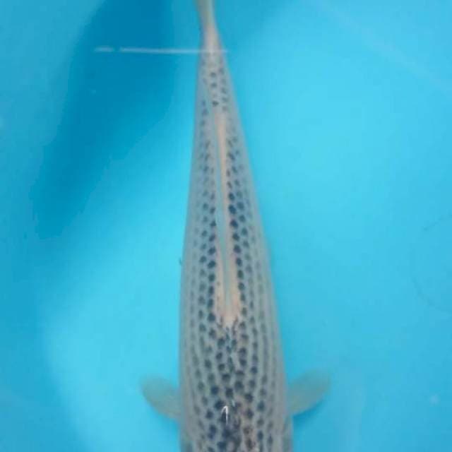 asagi 25 cm