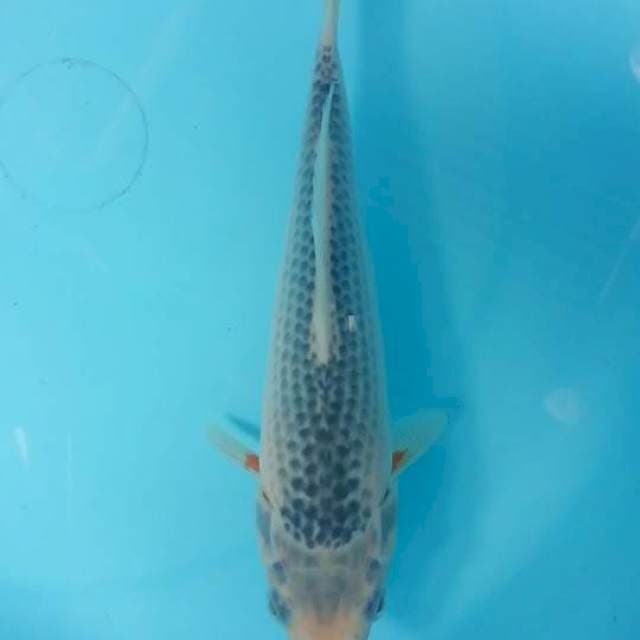 asagi 22 cm