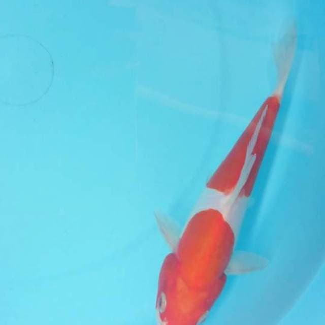 kohaku doit 20 cm