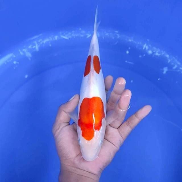 2. Doitsu Kohaku || 28 cm